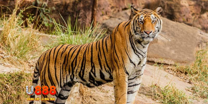 xsmn 90 ban ca vip online