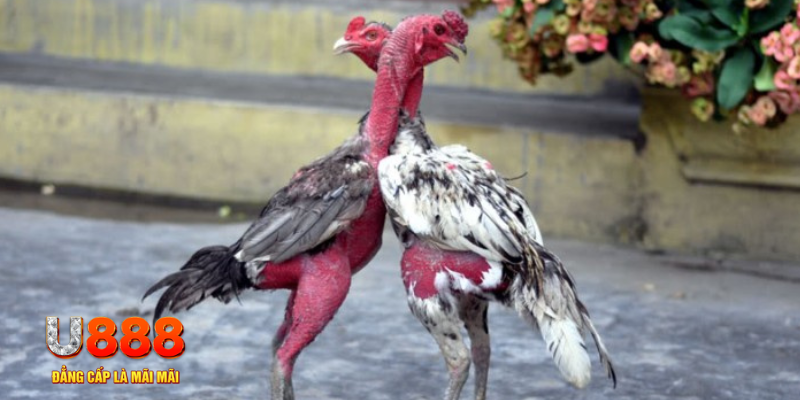 xsmn 90 bàn cầu điểm số tay trước trong baccarat là gì